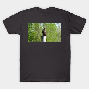 American Robin Perched On A Fence Post T-Shirt